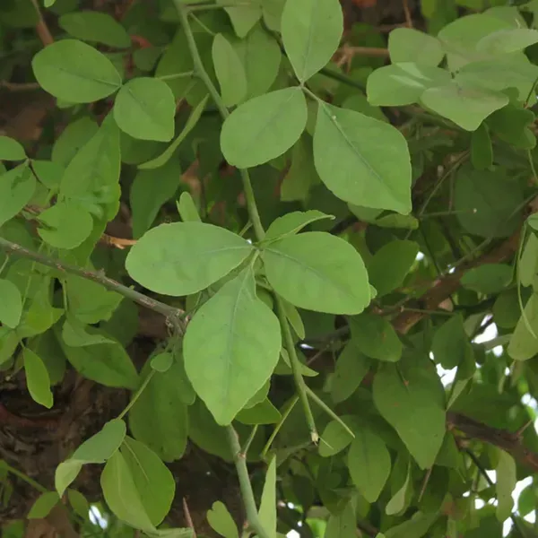 Seedling_Bel_Bael_Bilva_Fruit_Plants_Tree_1_2_Feet_Size