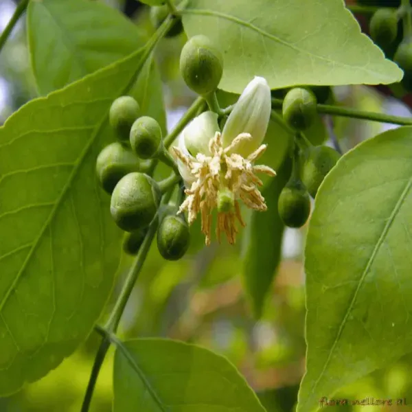 Seedling_Bel_Bael_Bilva_Fruit_Plants_Tree_1_2_Feet_Size