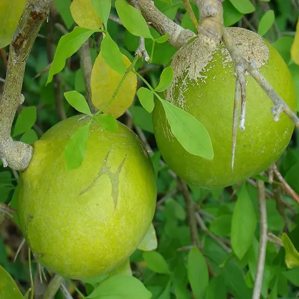 Seedling_Bel_Bael_Bilva_Fruit_Plants_Tree_1_2_Feet_Size