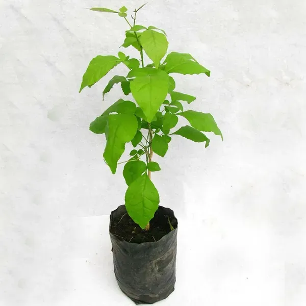 Seedling_Bel_Bael_Bilva_Fruit_Plants_Tree_1_2_Feet_Size