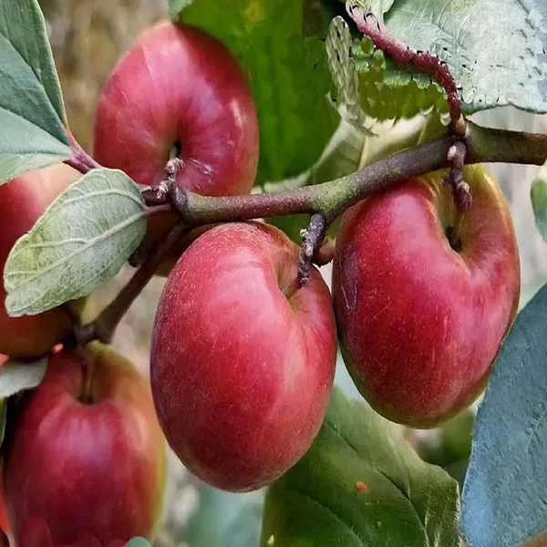 Miss_India_Apple_Ber_Jujube_Kul_Grafted_Fruit_Plants_Tree_1_2_Feet_Size
