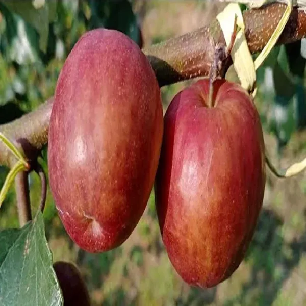 Miss_India_Apple_Ber_Jujube_Kul_Grafted_Fruit_Plants_Tree_1_2_Feet_Size