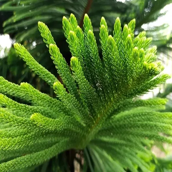 Christmas_Tree_Araucaria_Heterophylla_Jhau_Ornamental_Plants_Tree_1_5_3_F