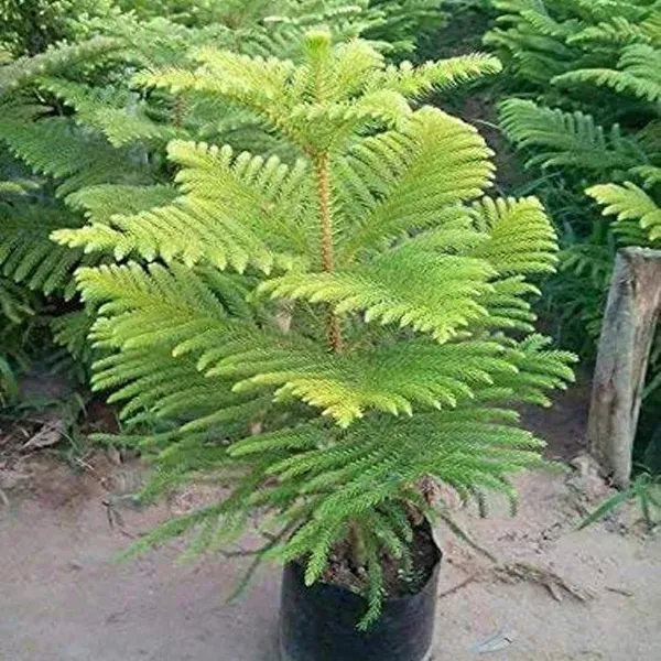 Christmas_Tree_Araucaria_Heterophylla_Jhau_Ornamental_Plants_Tree_1_5_3_F
