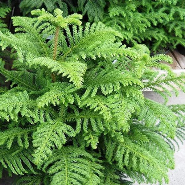 Christmas_Tree_Araucaria_Heterophylla_Jhau_Ornamental_Plants_Tree_1_5_3_F