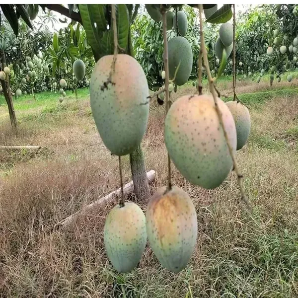 Gourmoti_Mango_Grafted_Aam_Fruit_Plants_Tree_1_5_3_Feet_Size