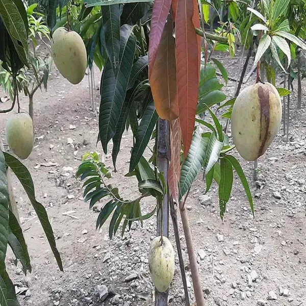 Gourmoti_Mango_Grafted_Aam_Fruit_Plants_Tree_1_5_3_Feet_Size
