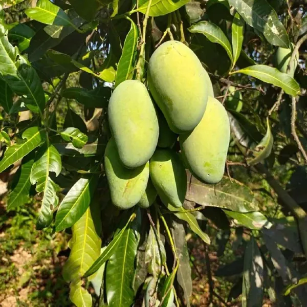Amrapali_Mango_Grafted_Aam_Fruit_Plants_Tree_1_5_3_Feet_Size