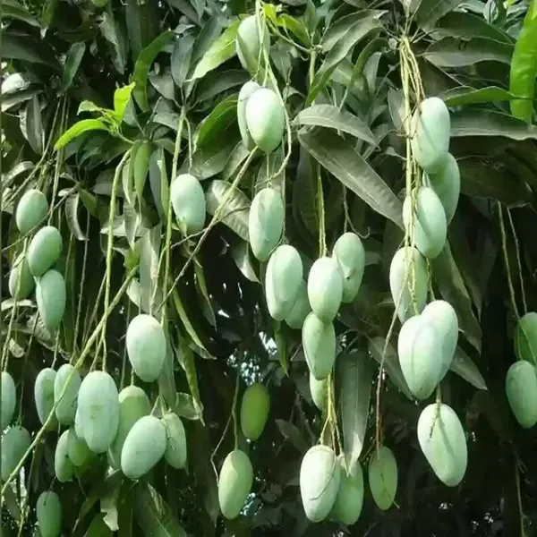 Amrapali_Mango_Grafted_Aam_Fruit_Plants_Tree_1_5_3_Feet_Size