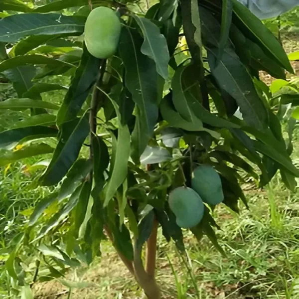 Amrapali_Mango_Grafted_Aam_Fruit_Plants_Tree_1_5_3_Feet_Size