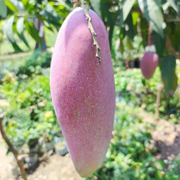 Red_Ivory_Mango_Grafted_Aam_Fruit_Plants_Tree_1_5_3_Feet_Size