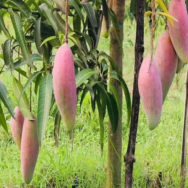 Red_Ivory_Mango_Grafted_Aam_Fruit_Plants_Tree_1_5_3_Feet_Size
