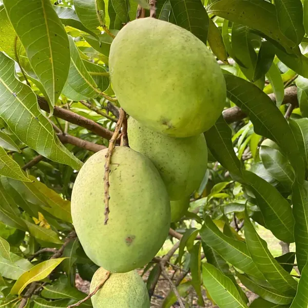 Coconut_Cream_Mango_Grafted_Aam_Fruit_Plants_Tree_1_5_3_Feet_Size