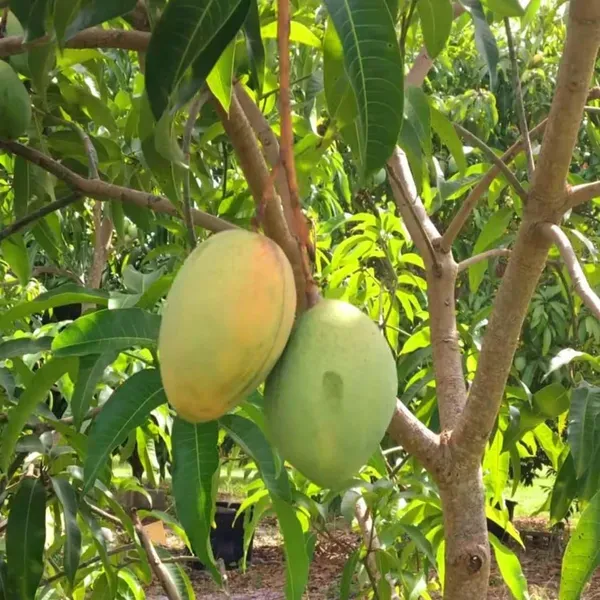 Coconut_Cream_Mango_Grafted_Aam_Fruit_Plants_Tree_1_5_3_Feet_Size