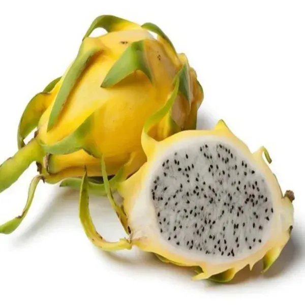 Yellow_Colombiana_Dragon_Fruit_Cutting_Grafted_Plants_Tree_1_2_Feet_Siz