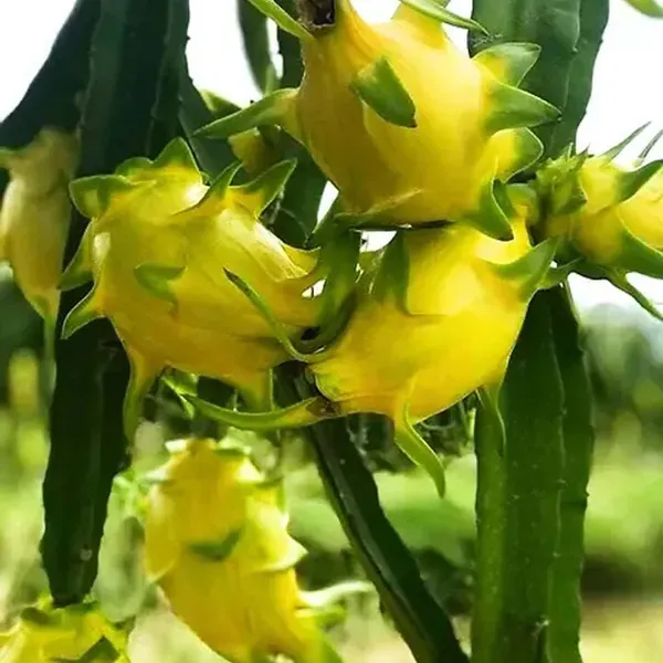 Yellow_Colombiana_Dragon_Fruit_Cutting_Grafted_Plants_Tree_1_2_Feet_Siz