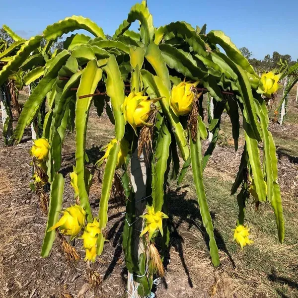 Yellow_Colombiana_Dragon_Fruit_Cutting_Grafted_Plants_Tree_1_2_Feet_Siz