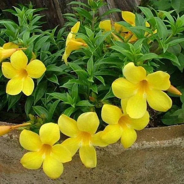 Yellow_Allamanda_Cathartica_Round_The_Year_Flower_Plants_Tree_1_2_Feet_Si