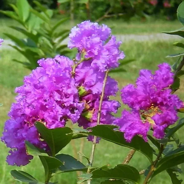 Purple_Colour_Furush_Flower_Plants_Tree_1_2_Feet_Size