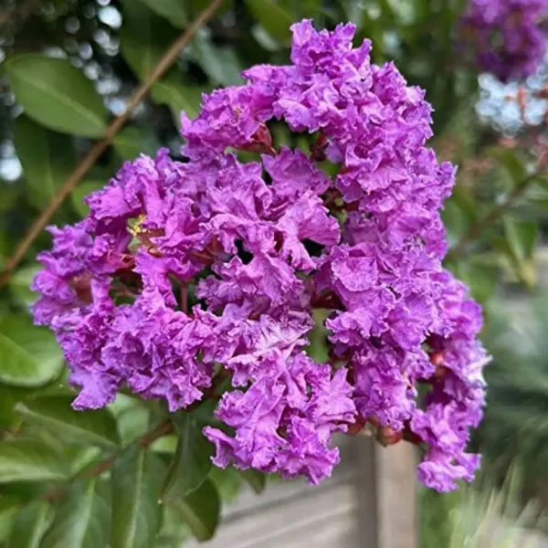 Purple_Colour_Furush_Flower_Plants_Tree_1_2_Feet_Size