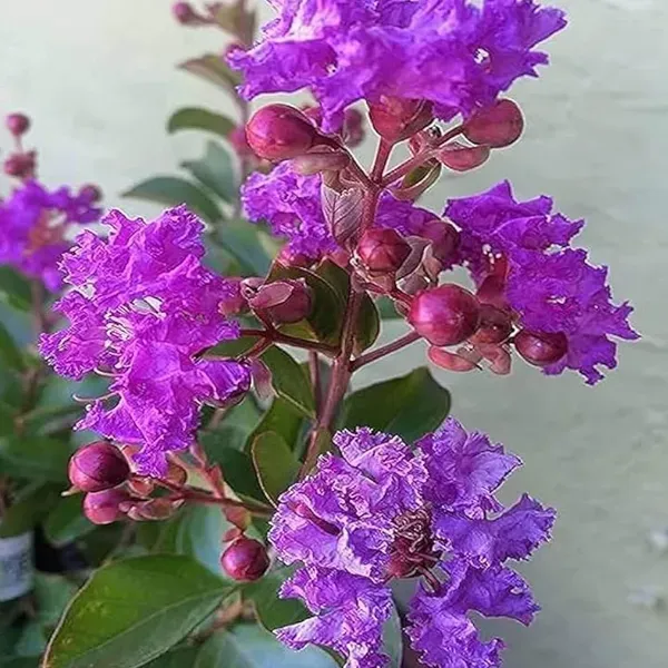 Purple_Colour_Furush_Flower_Plants_Tree_1_2_Feet_Size