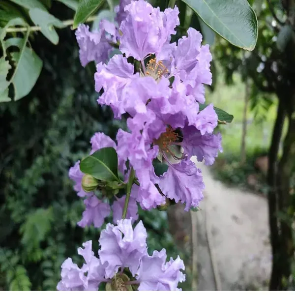 Purple_Colour_Furush_Flower_Plants_Tree_1_2_Feet_Size