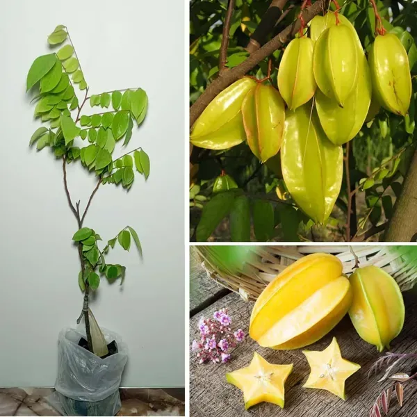 Star_Fruit_Sour_Carambola_Kamranga_Amrak_Grafted_Fruit_Plants_Tree_1_5_3