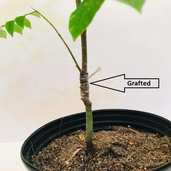Star_Fruit_Sour_Carambola_Kamranga_Amrak_Grafted_Fruit_Plants_Tree_1_5_3