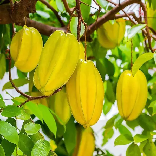 Star_Fruit_Sour_Carambola_Kamranga_Amrak_Grafted_Fruit_Plants_Tree_1_5_3