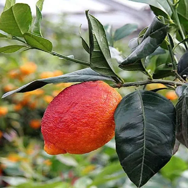 Nimbu_Red_Lemon_Nimbu_Fruit_Grafted_Plants_Tree_1_2_Feet_Size