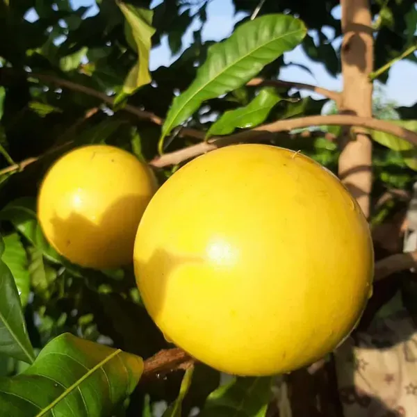 Abu_Abiu_Pouteria_Caimito_Fruit_Variety_Fruit_Plants_Tree_1_5_3_Feet_Size