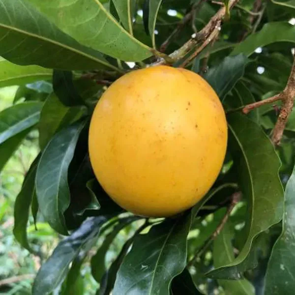 Abu_Abiu_Pouteria_Caimito_Fruit_Variety_Fruit_Plants_Tree_1_5_3_Feet_Size
