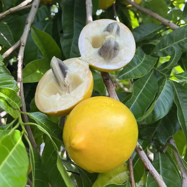 Abu_Abiu_Pouteria_Caimito_Fruit_Variety_Fruit_Plants_Tree_1_5_3_Feet_Size