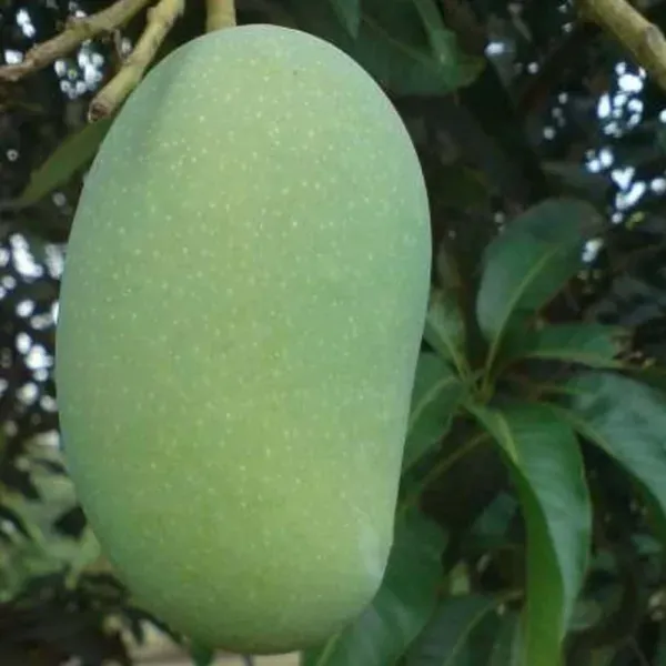 Fazli_Mango_Grafted_Aam_Fruit_Plants_Tree_1_5_3_Feet_Size