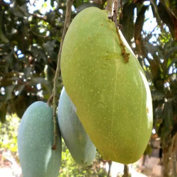 Fazli_Mango_Grafted_Aam_Fruit_Plants_Tree_1_5_3_Feet_Size