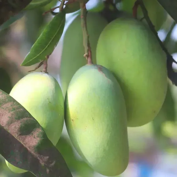 Fazli_Mango_Grafted_Aam_Fruit_Plants_Tree_1_5_3_Feet_Size