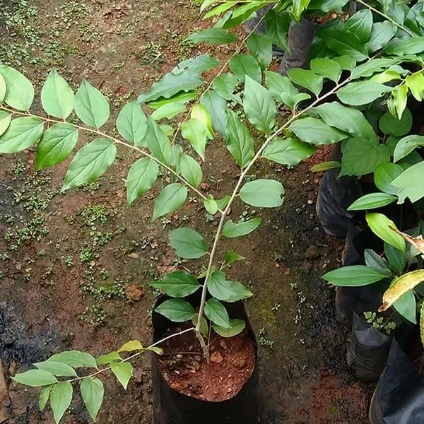 Apricot_Fruit_Air_Layering_Grafted_Plants_Tree_1_5_3_Feet_Size