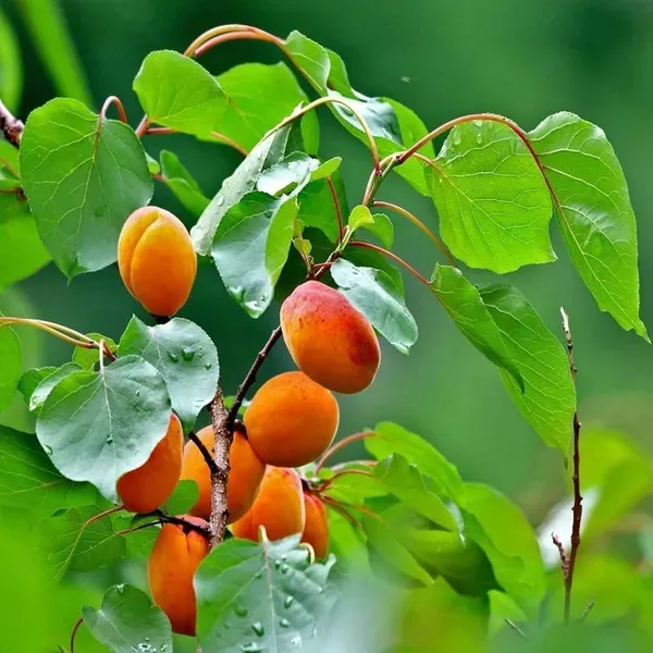 Apricot_Fruit_Air_Layering_Grafted_Plants_Tree_1_5_3_Feet_Size