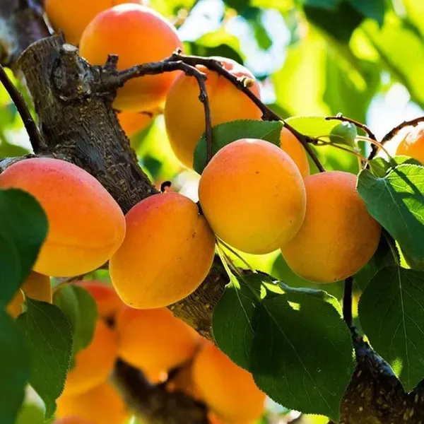 Apricot_Fruit_Air_Layering_Grafted_Plants_Tree_1_5_3_Feet_Size