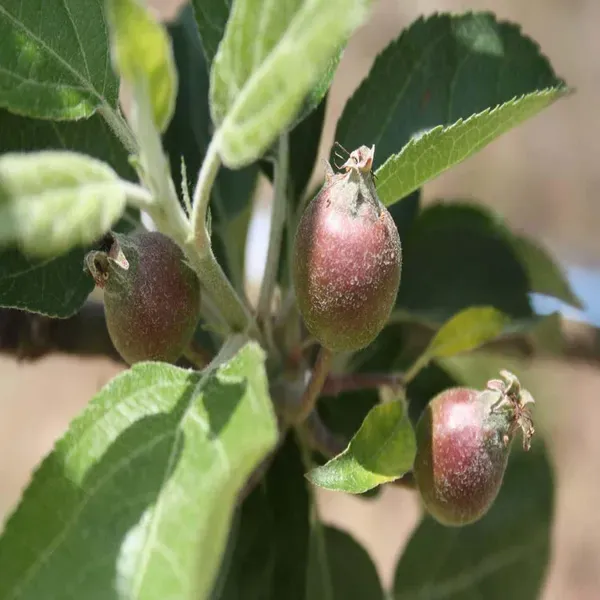 Michael_Low_Chill_Apple_Grafted_Seb_Fruit_Plants_Tree_1_5_3_Feet_Size