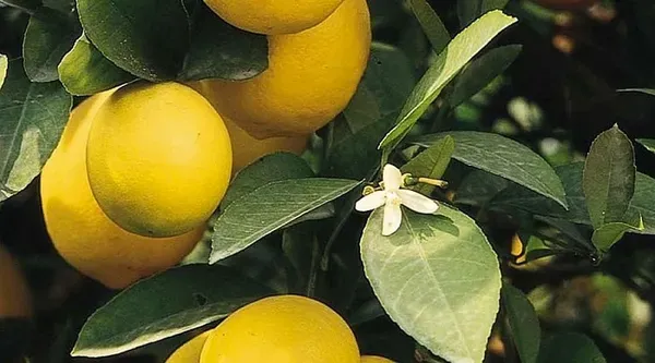 Yellow_Hybrid_All_Season_Kagzi_Lemon_Plant_Grafting_Plant_Pack_Of_1