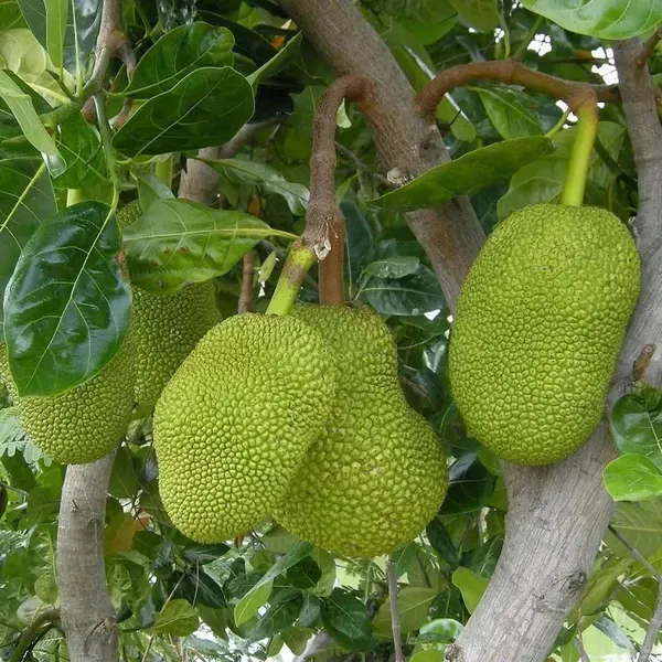 Seedless_Gumless_Jackfruit_Varikka_Katahal_Panasa_Chakka_Grafted_Fruit_Plan