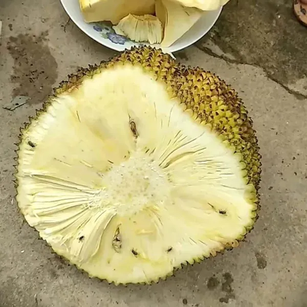 Seedless_Gumless_Jackfruit_Varikka_Katahal_Panasa_Chakka_Grafted_Fruit_Plan