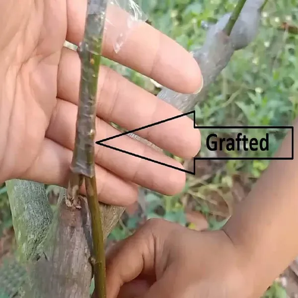 Seedless_Gumless_Jackfruit_Varikka_Katahal_Panasa_Chakka_Grafted_Fruit_Plan