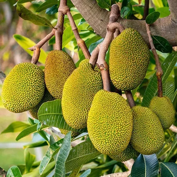 Seedless_Gumless_Jackfruit_Varikka_Katahal_Panasa_Chakka_Grafted_Fruit_Plan