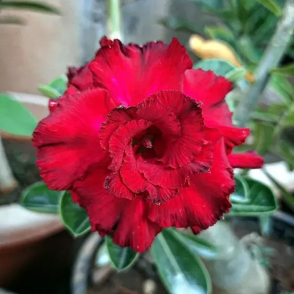 Adenium_Grafted_Flowers_Plant_Pack_Of_4