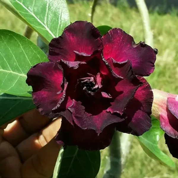Adenium_Grafted_Flowers_Plant_Pack_Of_4