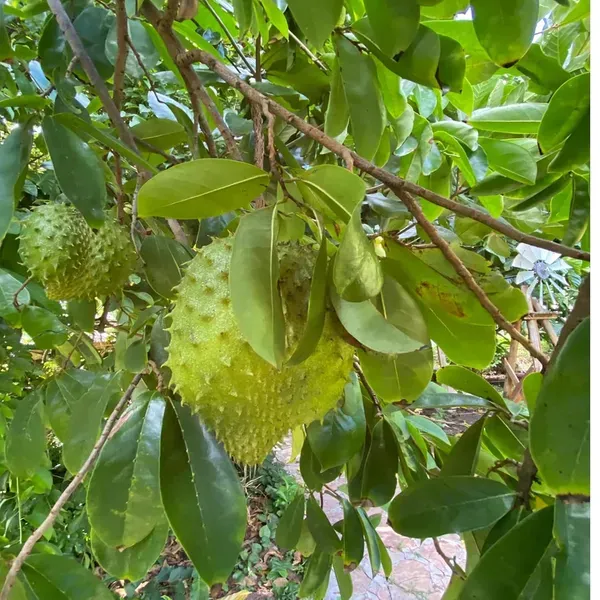 Corossol_Sour_Soup_Lakshman_Fruit_Plant_1_5_3_Feet_Size