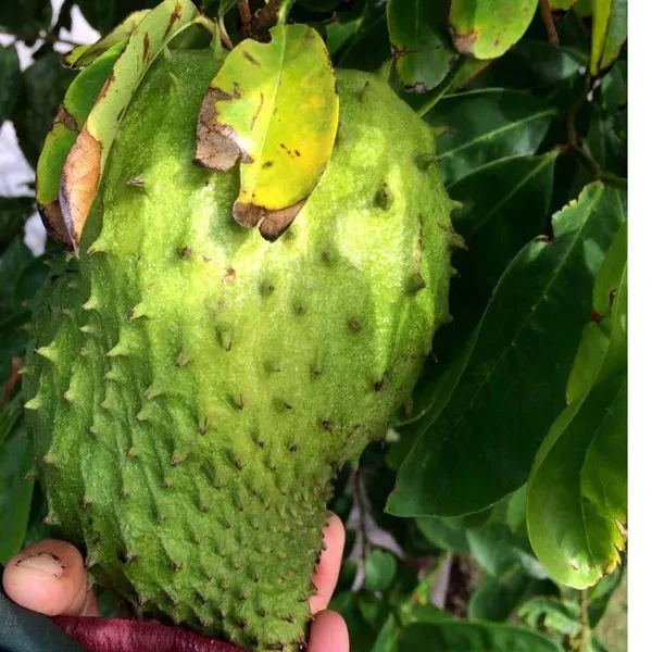 Corossol_Sour_Soup_Lakshman_Fruit_Plant_1_5_3_Feet_Size
