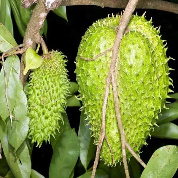 Corossol_Sour_Soup_Lakshman_Fruit_Plant_1_5_3_Feet_Size